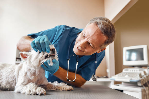 Best Walk-In Emergency Dentist in West Lafayette, OH